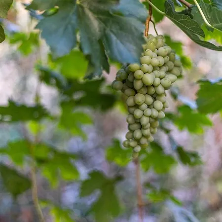 Maria's Сasa de vacaciones Riglia